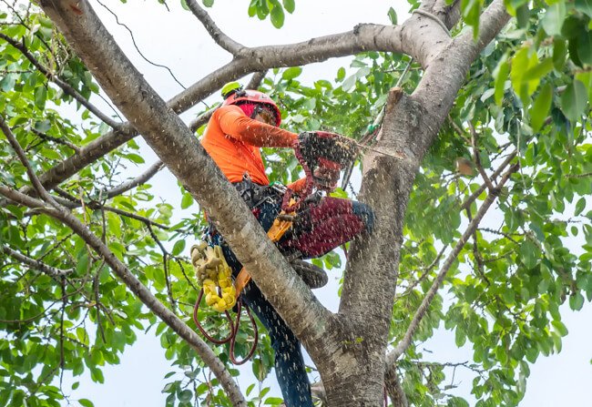 Tree Services in Greenway