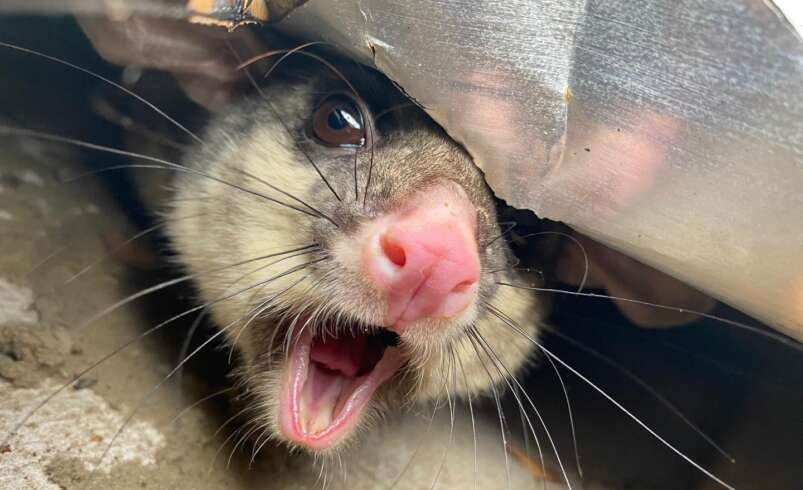 Pest Control Canberra