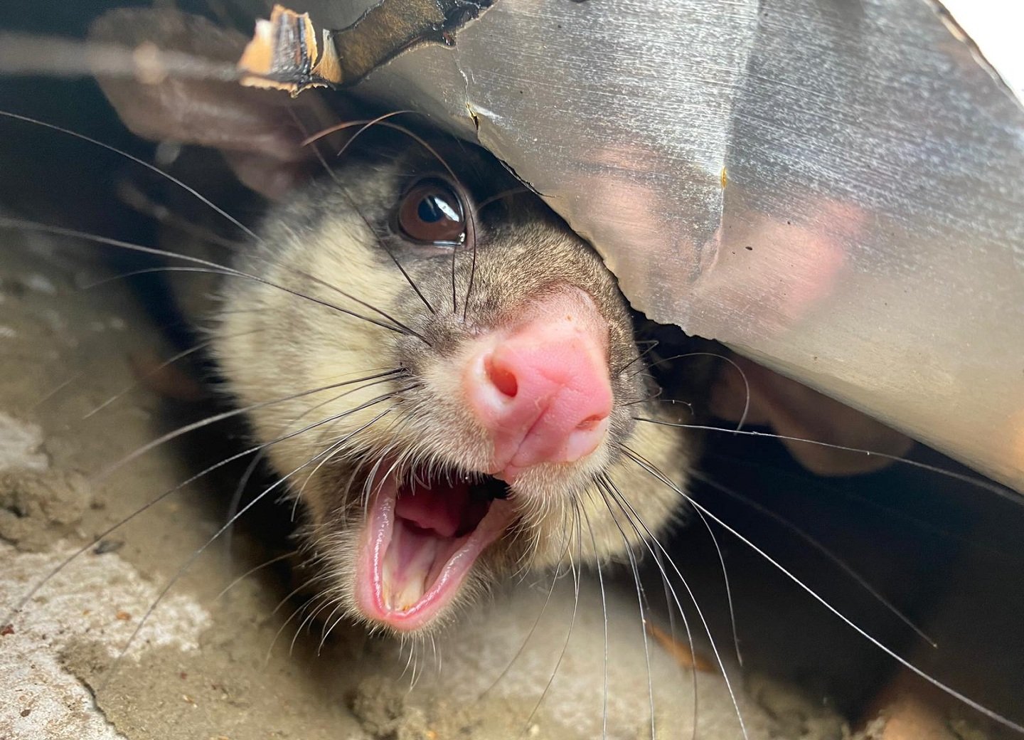 Pest Control Canberra