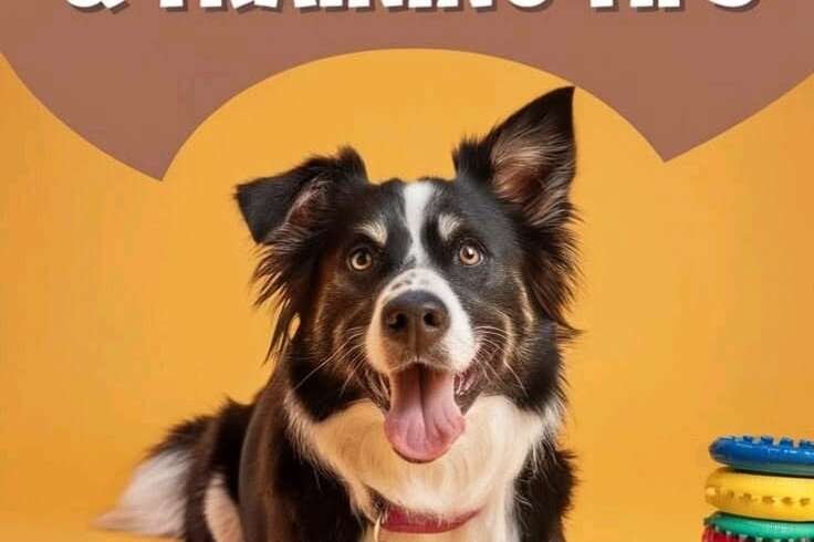 Easy Tricks to Teach Your Dog at Home