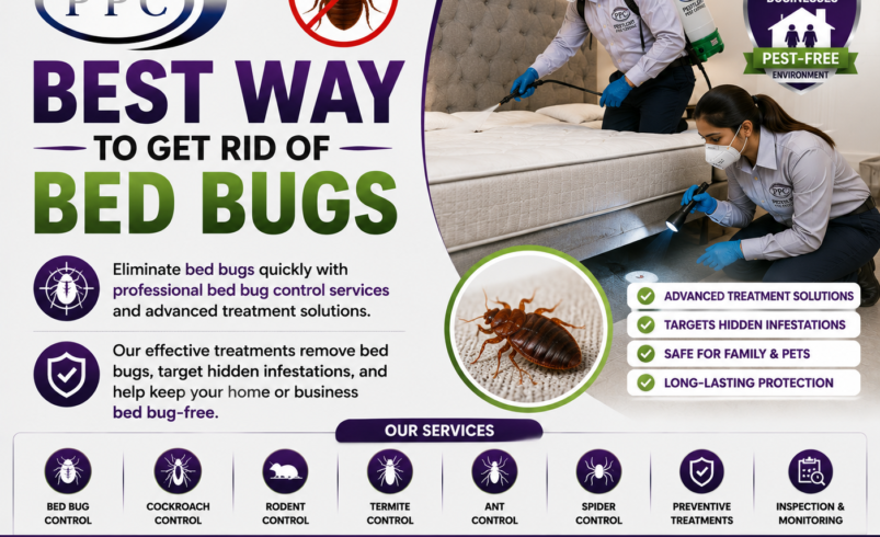 Why Professional Pest Control Is Essential for a Clean, Safe & Pest-Free Property