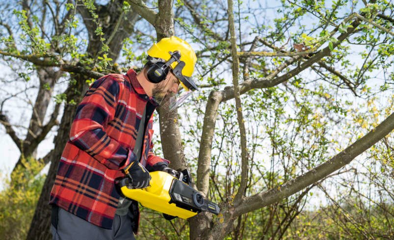 Tree Pruning Company: Expert Services for Safe and Healthy Trees