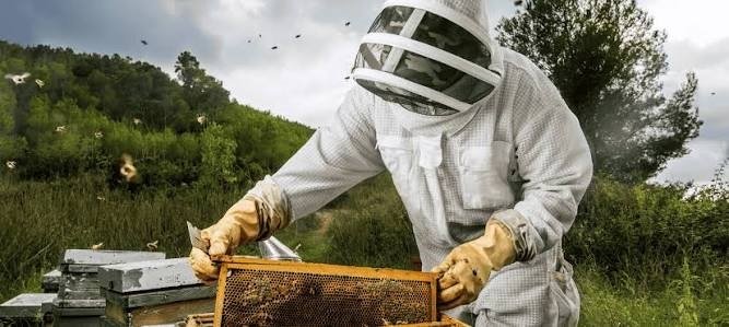 Flea Control in NYC: A Complete Guide for Homes and Businesses