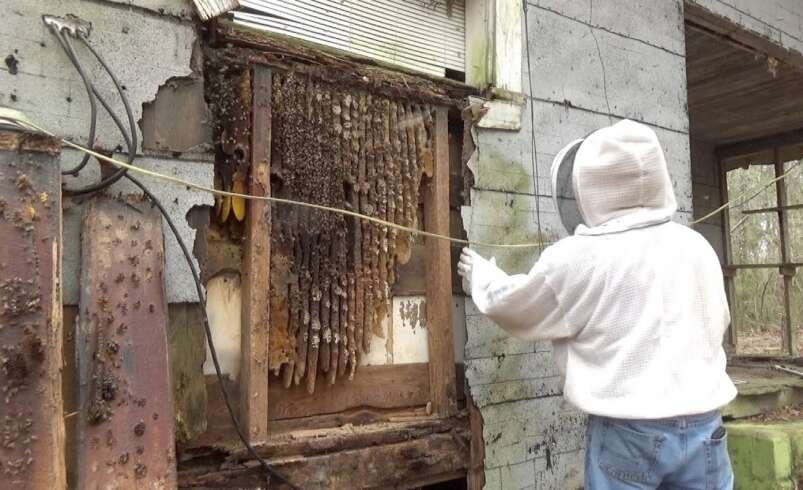 Bee Control in Queens: Safe Bee Removal for Homes and Businesses