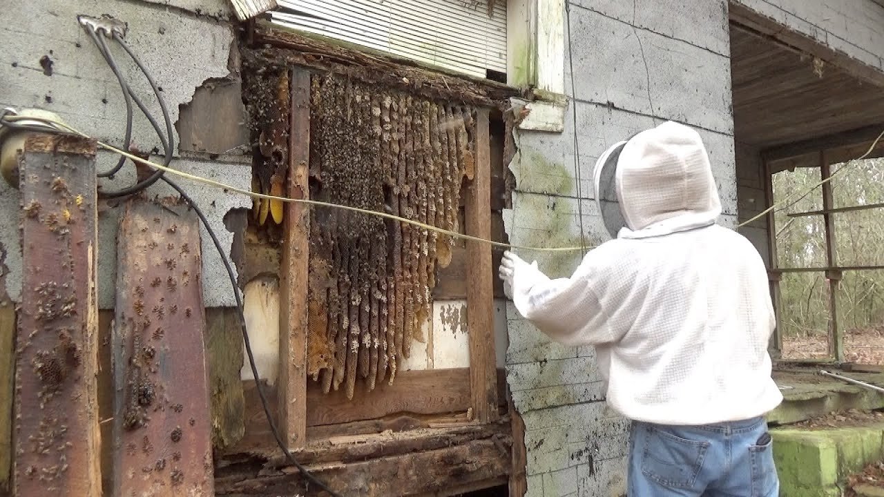 Bee Control in Queens: Safe Bee Removal for Homes and Businesses