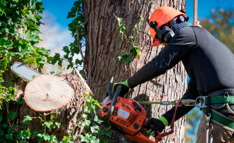 Professional Tree Services: A Complete Guide to Healthier Trees and a Safer Property