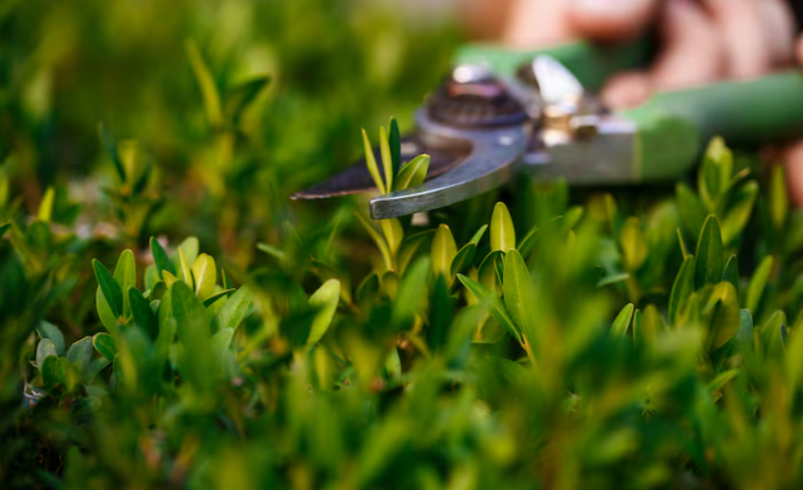 Core Aerating and Seeding: A Complete Guide to a Healthier, Thicker Lawn