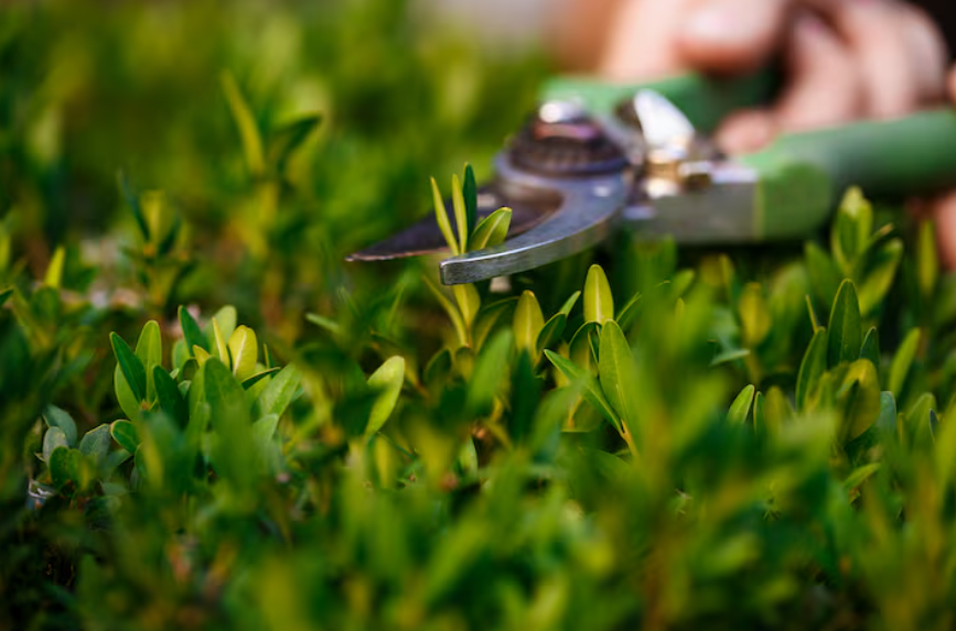 Core Aerating and Seeding: A Complete Guide to a Healthier, Thicker Lawn