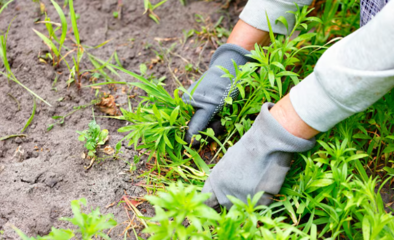 Give Your Lawn a Fresh Start With Professional Overseeding Services