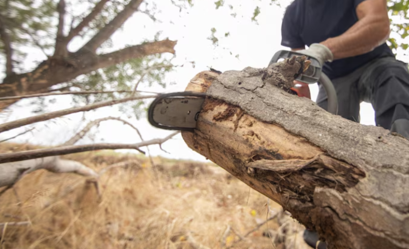 Stump Grinding Midtown Mobile AL: Restore Your Yard with Professional Stump Removal Solutions
