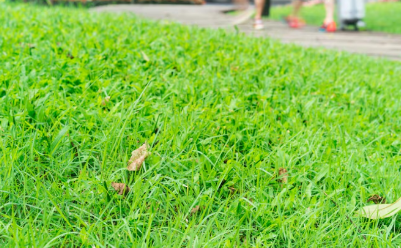 Core Aeration and Lawn Overseeding: The Key to a Healthier, Greener Lawn