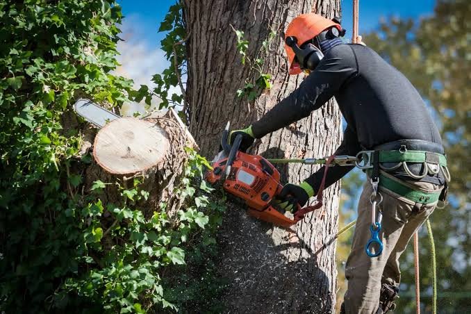 Salas Services: Tree Pruning Services in Colleyville TX for Healthier Trees